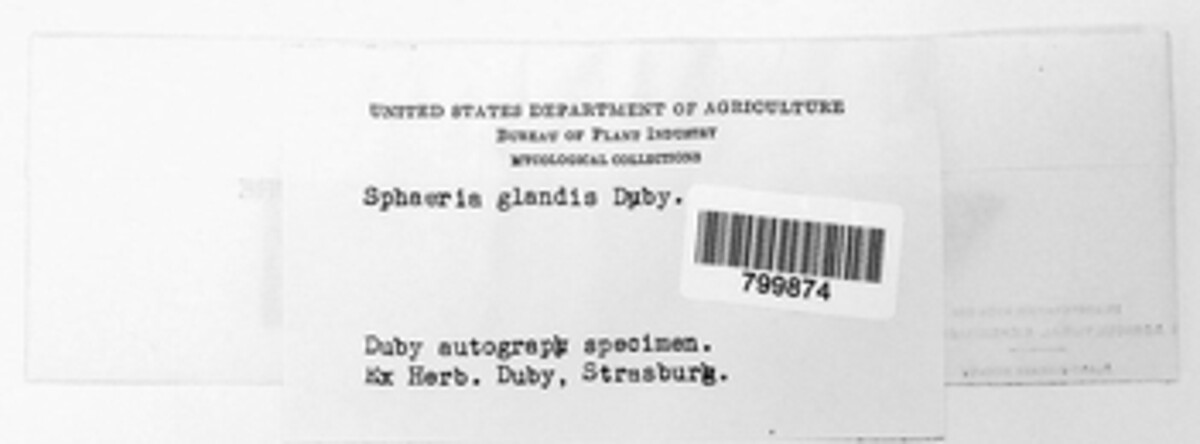 Sphaeria glandis image